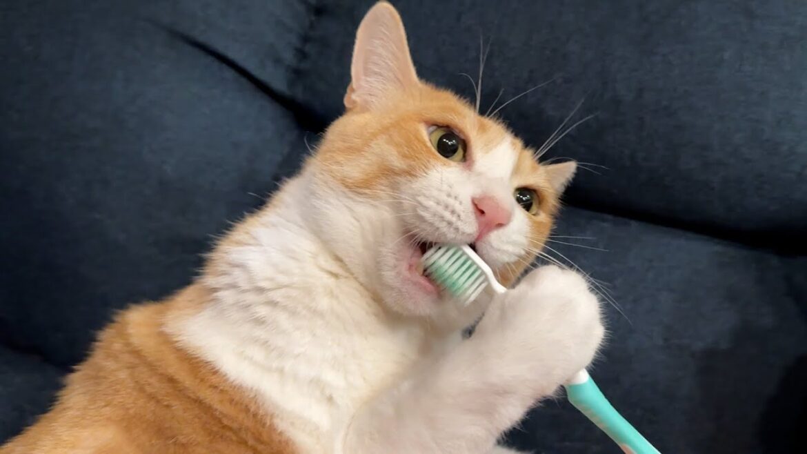 歯ブラシで自分の歯を磨こうとする猫が可愛すぎましたwww