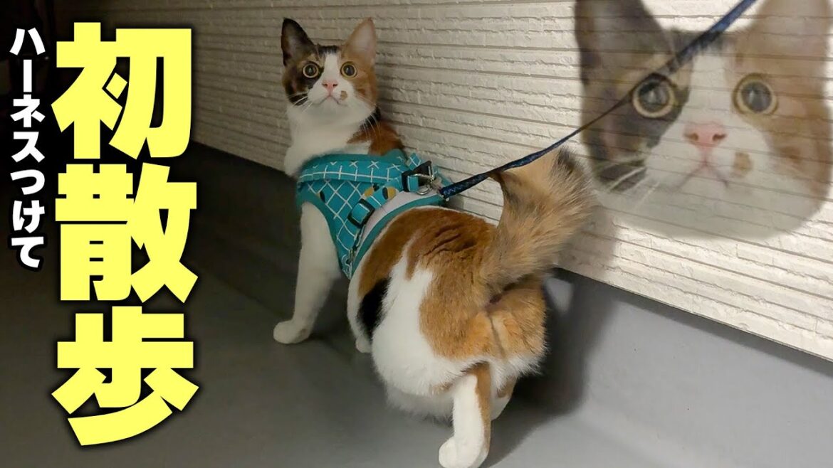 実はビビリな三毛猫と初めて散歩してみたらすごい顔になりましたwwww 実はビビリな三毛猫と初めて散歩してみたらすごい顔になりましたwwww
