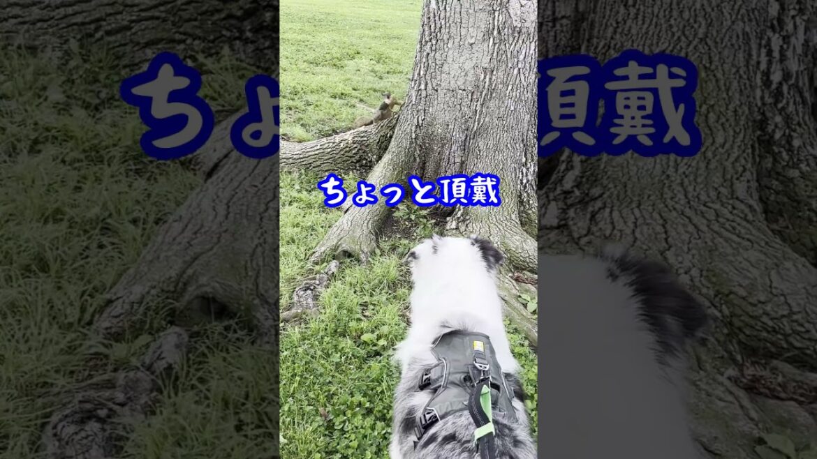 ちょっと頂戴 #australianshepherd #オーストラリアンシェパード #犬 #dog