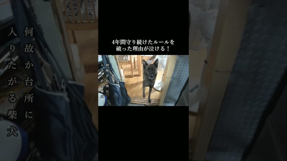 台所は立入禁止！４年間守り続けたルールをついに破ってしまった理由が泣ける！ #甲斐犬 #柴犬 #youtubeshorts