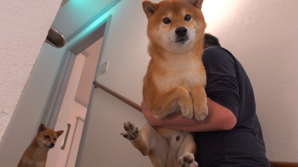 柴犬ハチ旅先で大興奮！2階から戻らないので様子を見に行くと‥