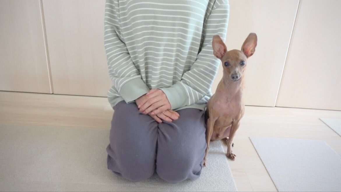 【ご報告】レイス君のお尻が腫れあがってしまった件について。