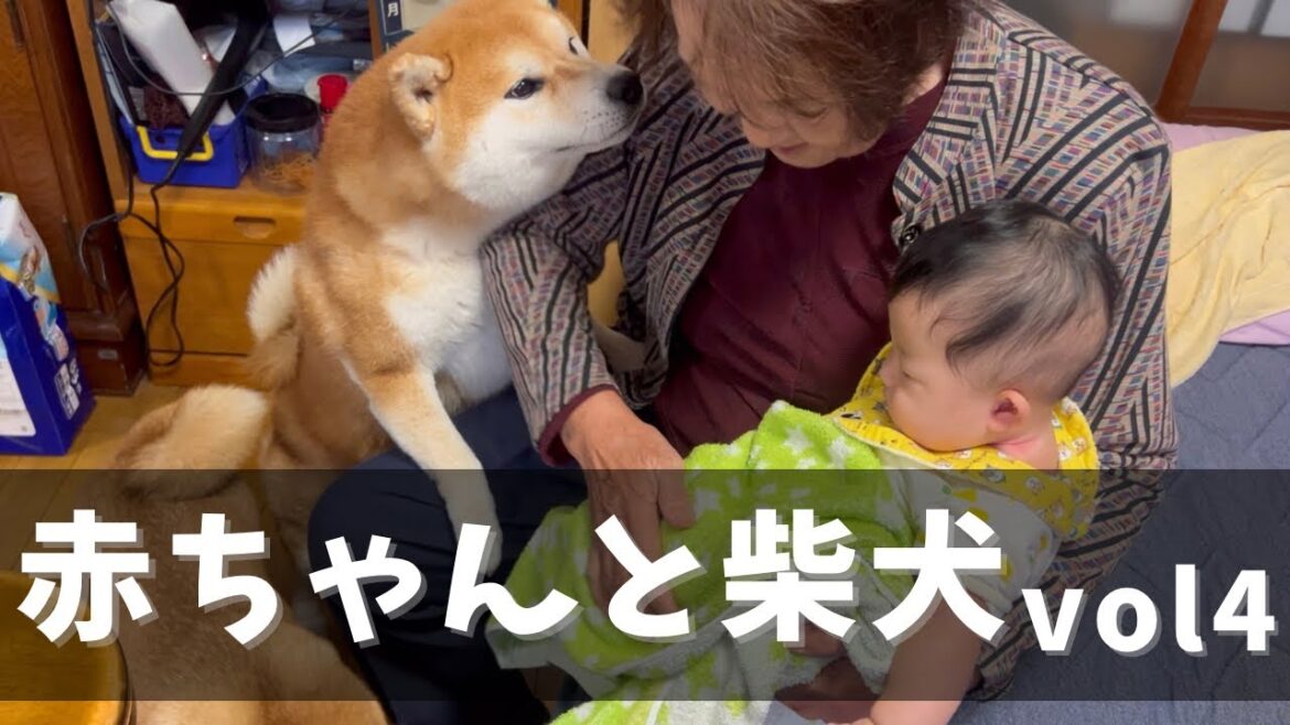 孫に溺愛のおばあちゃんと赤ちゃんと柴犬達の日常