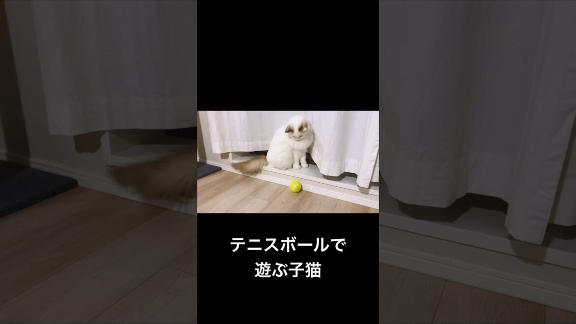 Vlog #106 | おもちゃのテニスボールで遊ぶ子猫 #猫