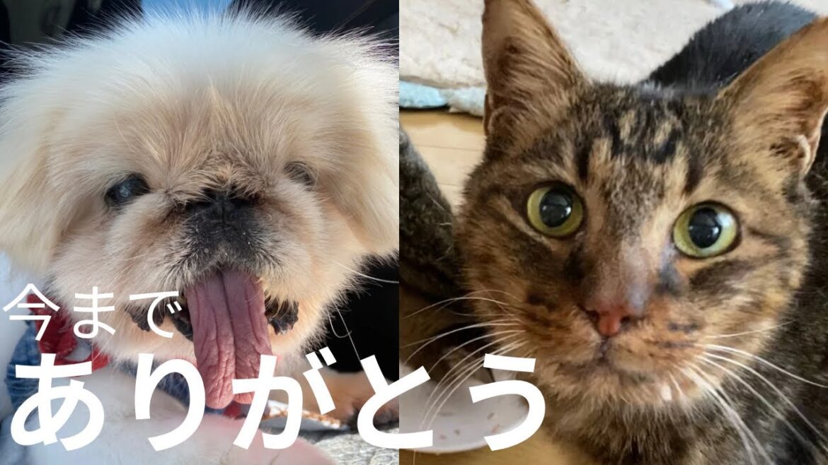 虹の橋を渡ったふたり【ぽっちゃり猫のサラさん】