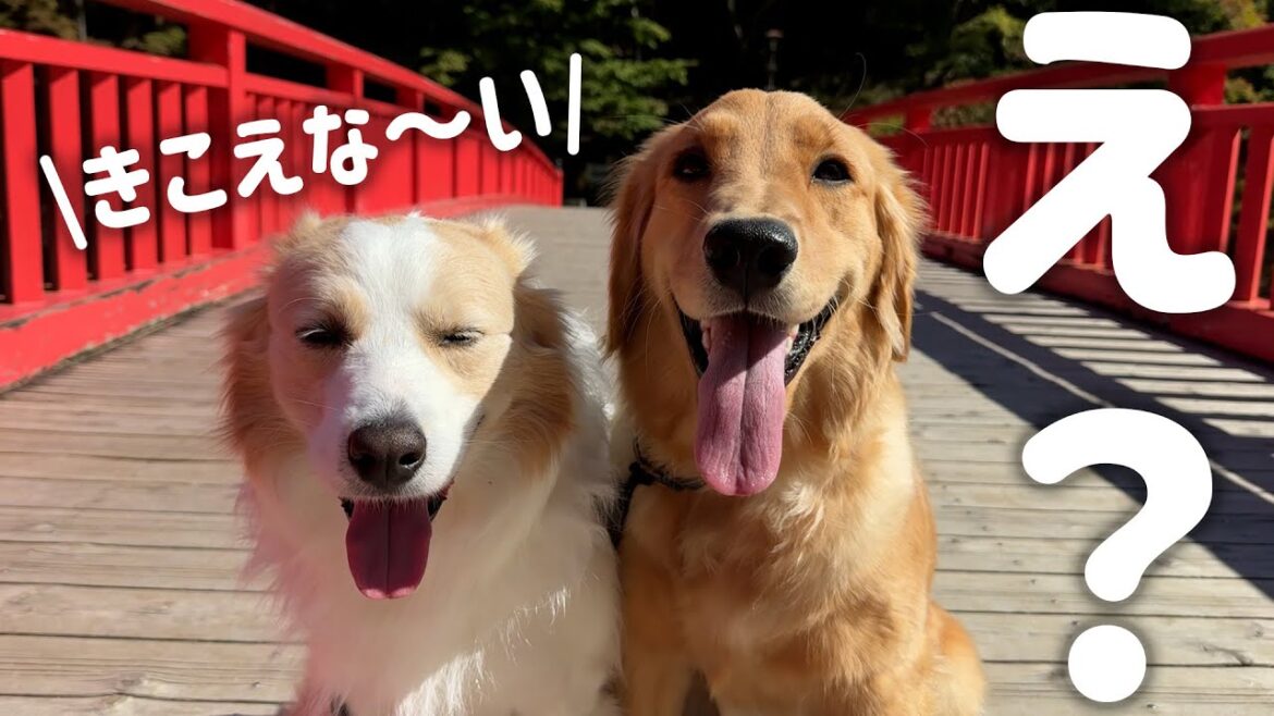都合が悪くなるとIQ3になる犬【＃ゴールデンレトリバー #ボーダーコリー 】