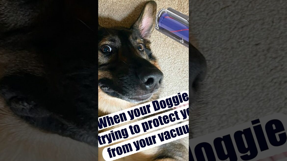 German Shepherd Protects Me from Our Vacuum #germanshepherd #gsd #puppy #gsdlover