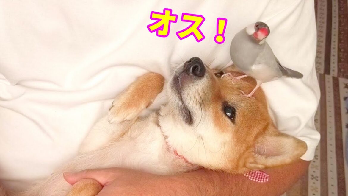 柴犬を制する文鳥　柴犬小夏＆文鳥風ちゃん
