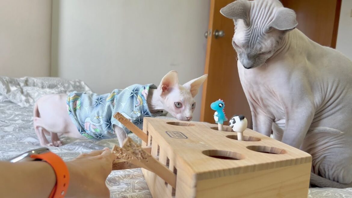 毛のない子猫が知育おもちゃに挑戦【スフィンクス猫】 毛のない子猫が知育おもちゃに挑戦【スフィンクス猫】
