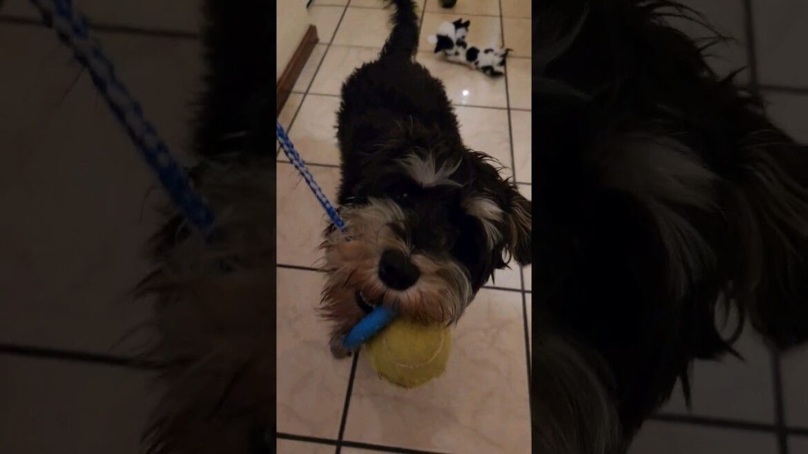 Miniature Schnauzer Playing High Energy Puppy