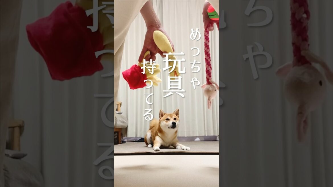 臭鬼と柴犬の攻防#柴犬#犬# #三浦半島遊びに来てね