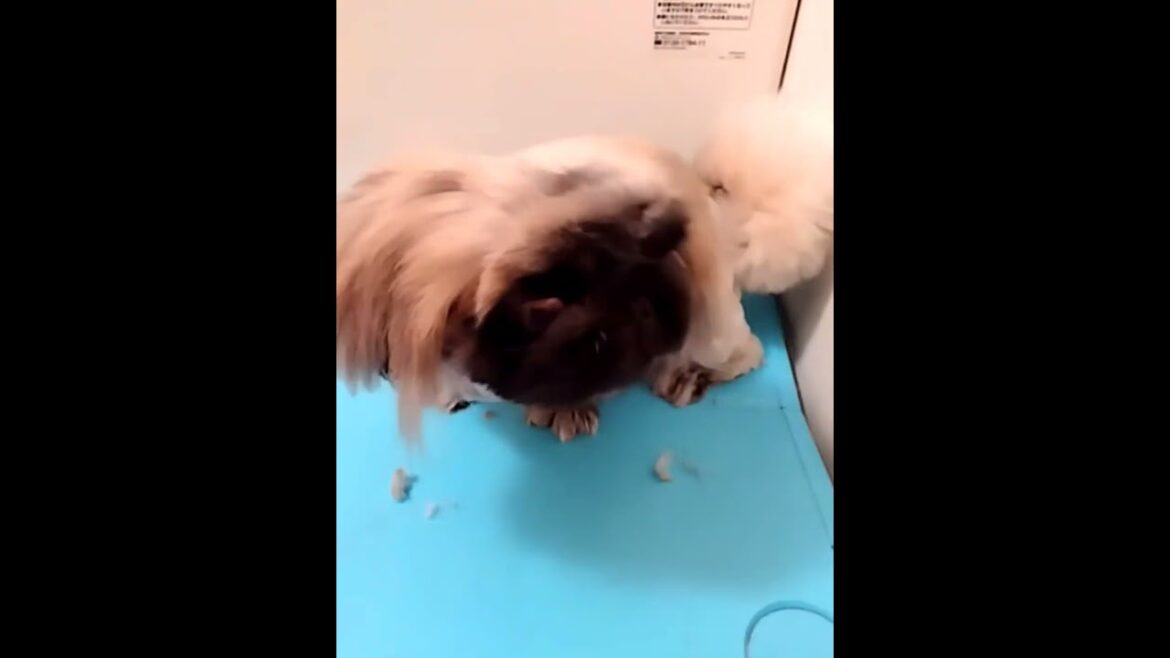 丸刈りの途中！ペキニーズのアポロ#犬 #セルフカット#ペキニーズ