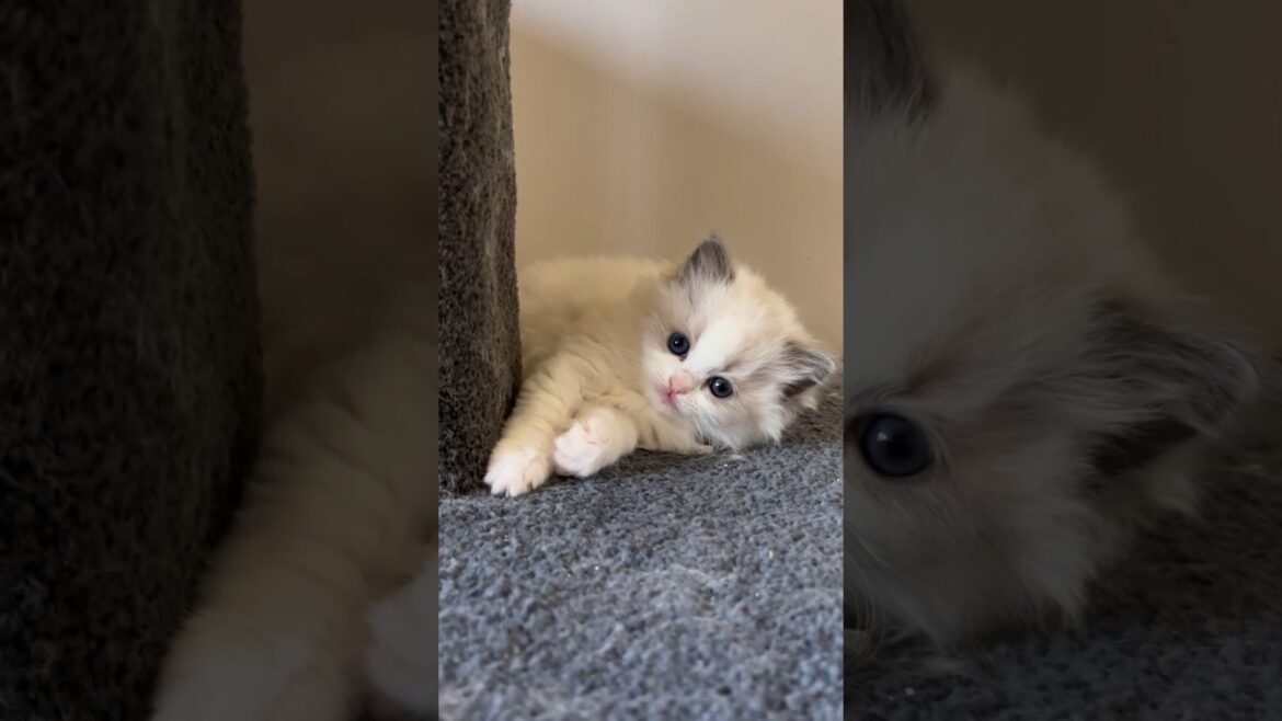 Ragdoll Kitten with Amazing Eyes 🐱 #ragdollcat #cutecats #布偶猫 #catshorts
