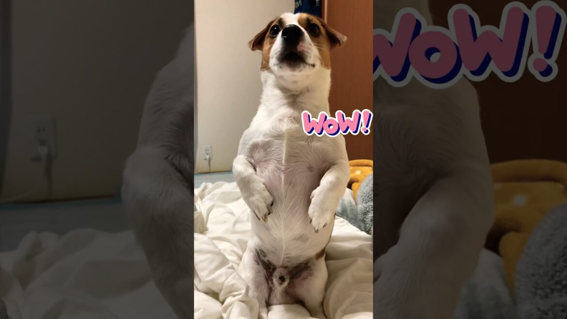 立てるチャレンジは11秒！弟犬が来てお笑いに　ジャックラッセルテリア　How long Jack Russell standing? #あしゅらご #shorts