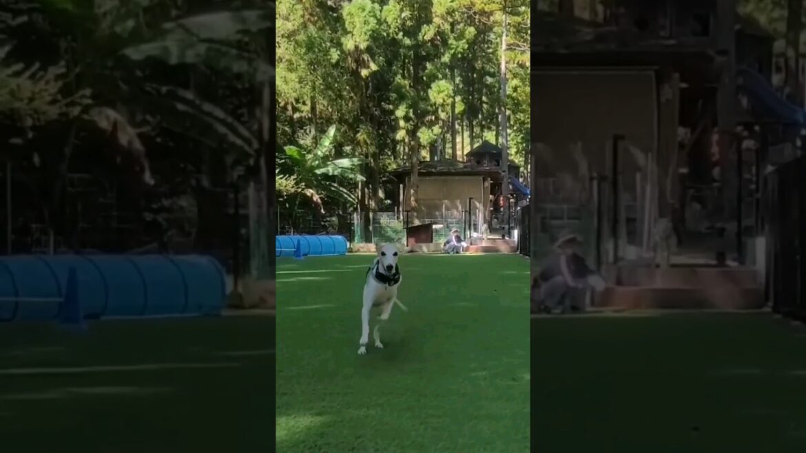 ウィペットのシン＆カイトが佐賀県のフィッシングリゾートに行ってみた🐶✨🐶 Whippet Dogs Shin & Kaito FUKUOKA JAPAN🇯🇵