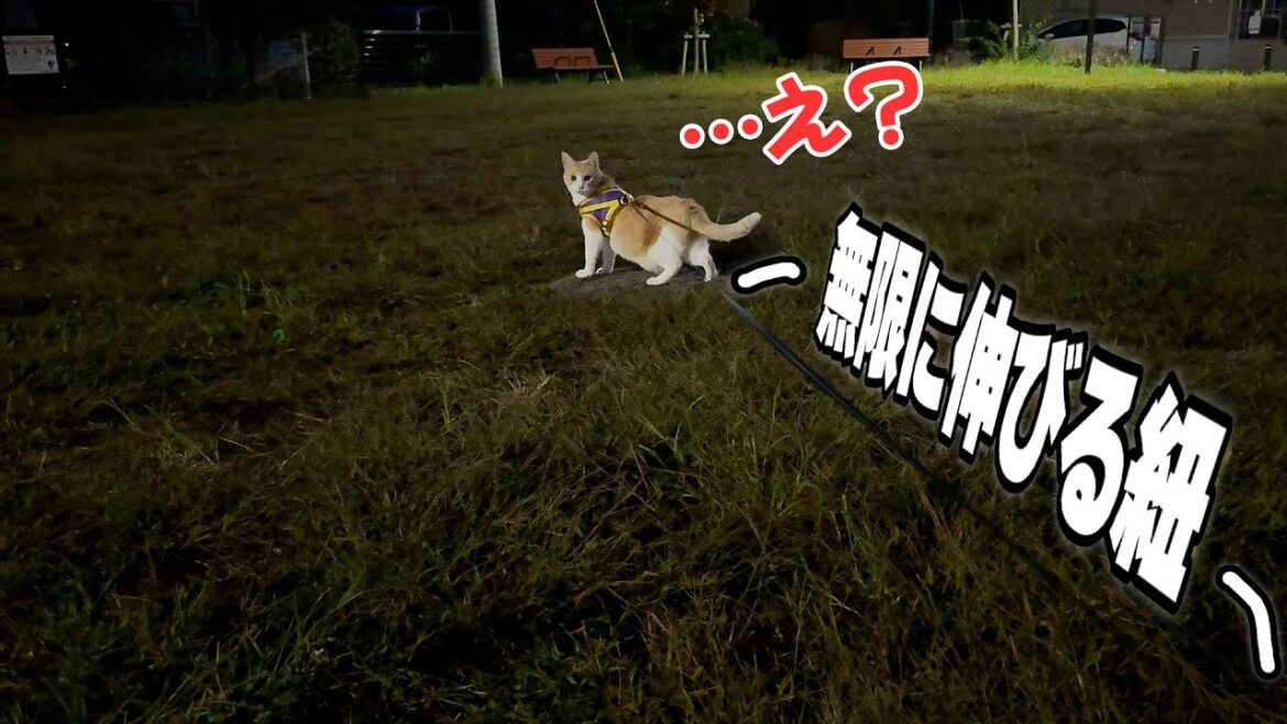 お散歩用のリードを無限に伸びるようにしたら猫がめちゃくちゃ困惑し始めましたwww お散歩用のリードを無限に伸びるようにしたら猫がめちゃくちゃ困惑し始めましたwww