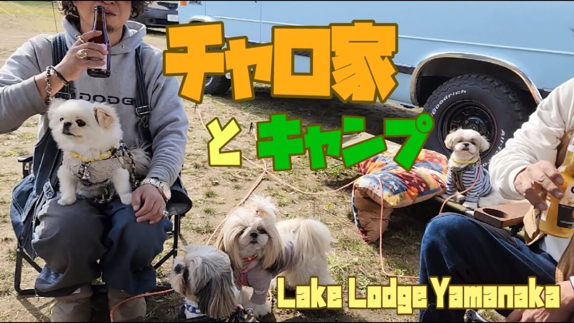 【シーズー】憧れの犬キャンYouTuberさんとキャンプしたら素敵すぎて楽しすぎた♡#おでかけチャロちゃん#LAKE LODGE YAMANAKA#愛犬とおでかけ