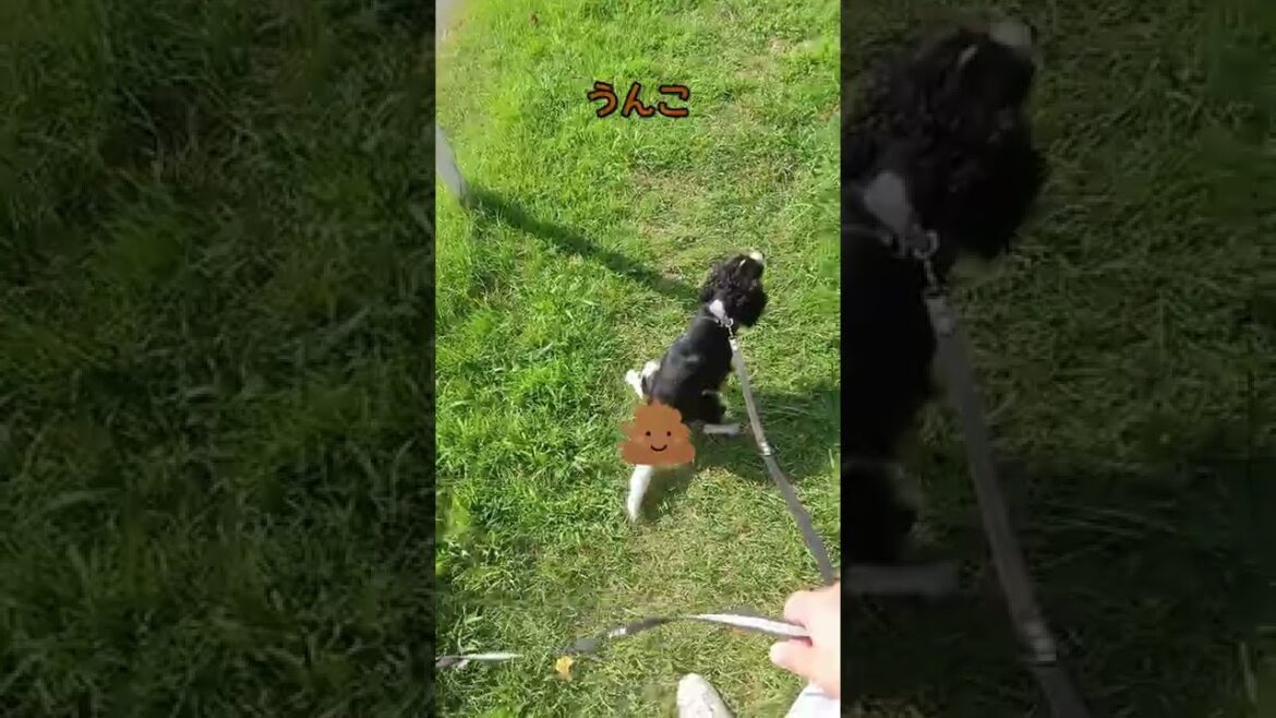 キャバリアの歌 #shorts