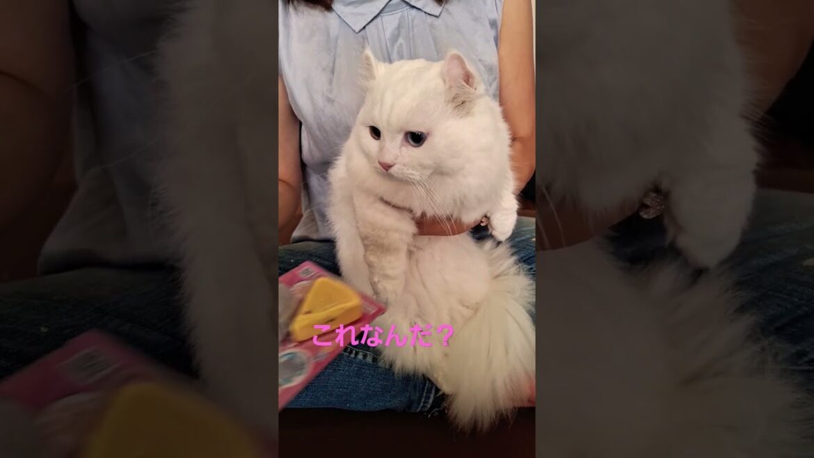 【オッドアイ幸せを呼ぶ猫】お友達がねずこんをもって遊びにきました#猫#cat#白猫#キンカロー#shorts