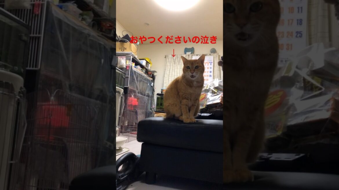 おやつくださいの圧！#uramochoko #shorts