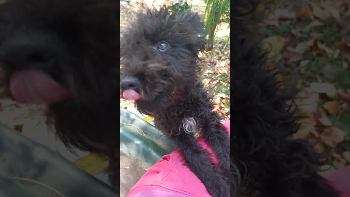 Pulin Vulin 🥰#doglover #dog #shorts