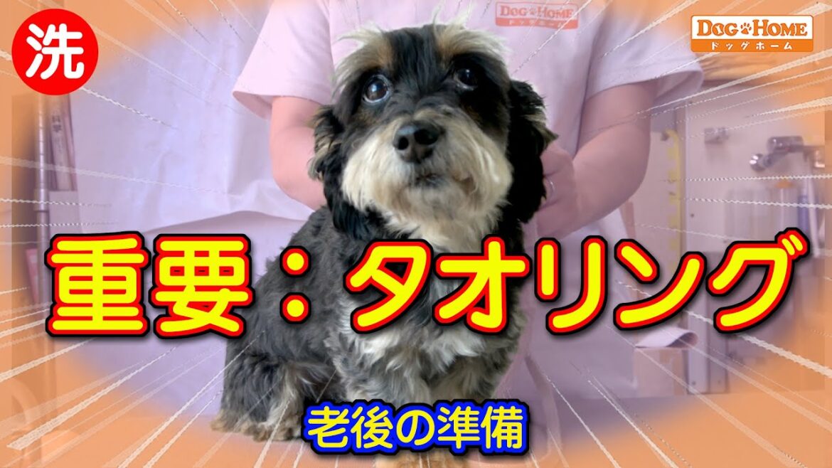 家ではヤンチャ。。。トリミングはメチャおとなしいｗ　【ミックス犬チャチャくんのシャンプー編】　୨୧∵トリミング サロン DOG HOME ドッグホーム∵୨୧