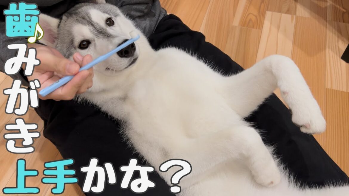 【 ハスキー犬 】歯磨きトレーニングを子犬の時からしてきた結果！［グルーミング］