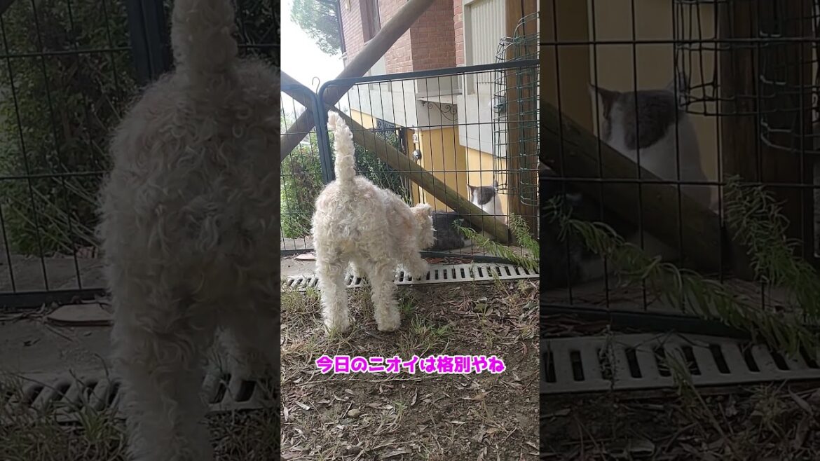 近所の猫のニオイが気になって仕方がない　#shorts #犬と猫
