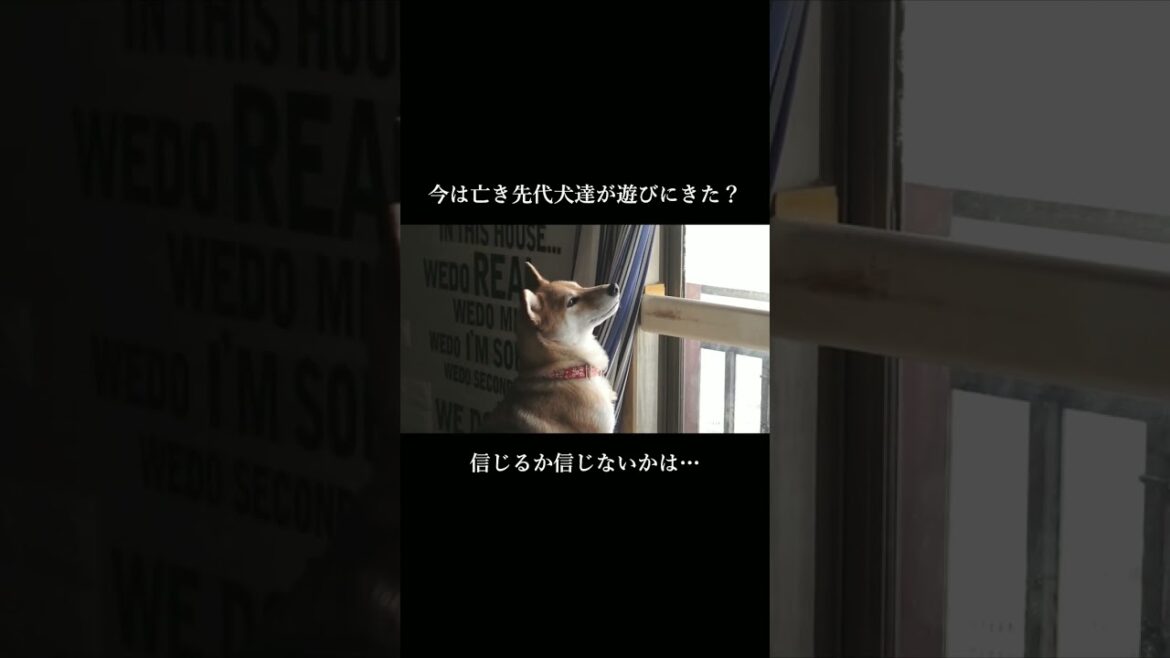 先々代犬の命日に柴犬がおかしな行動を！これは一体… #甲斐犬 #柴犬 #youtubeshorts