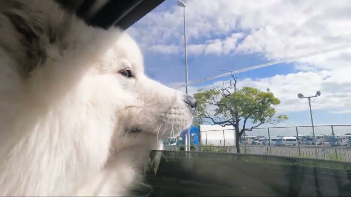 サモエド犬がはじめて50M走を走ってみたらこうなりましたw