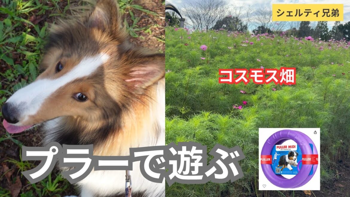 【シェルティ兄弟】なぜ２個あるのに相手のものを奪おうとするんだろう！
