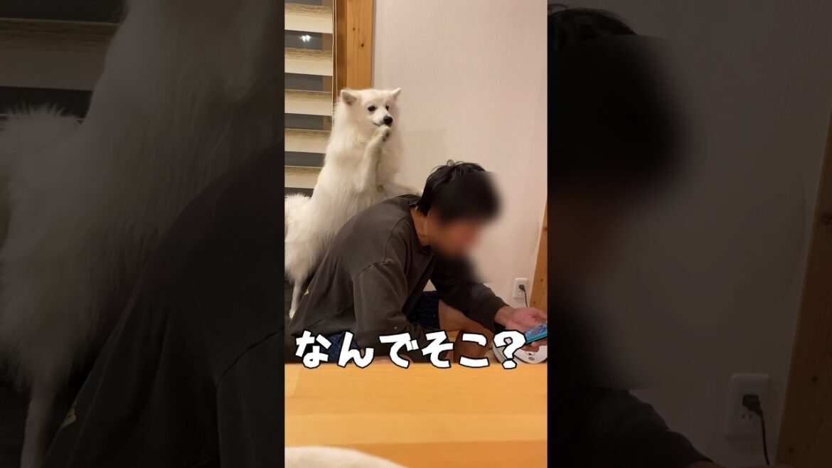 遊び方が独特すぎる #日本スピッツ #japanesespitz #shorts