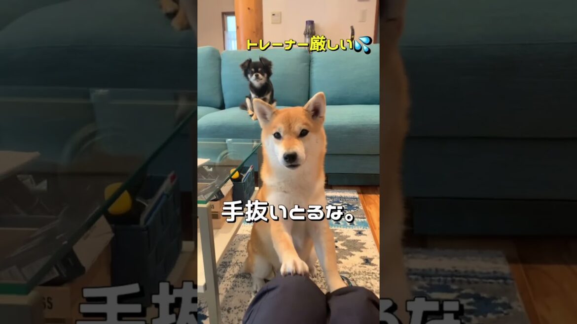 スパルタな相棒🤣 #柴犬 #チワワ #shorts