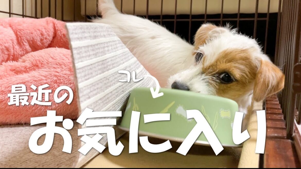 【ジャックラッセルテリア子犬】いたずらパピーがフードボウルを運ぶ姿が可愛すぎました
