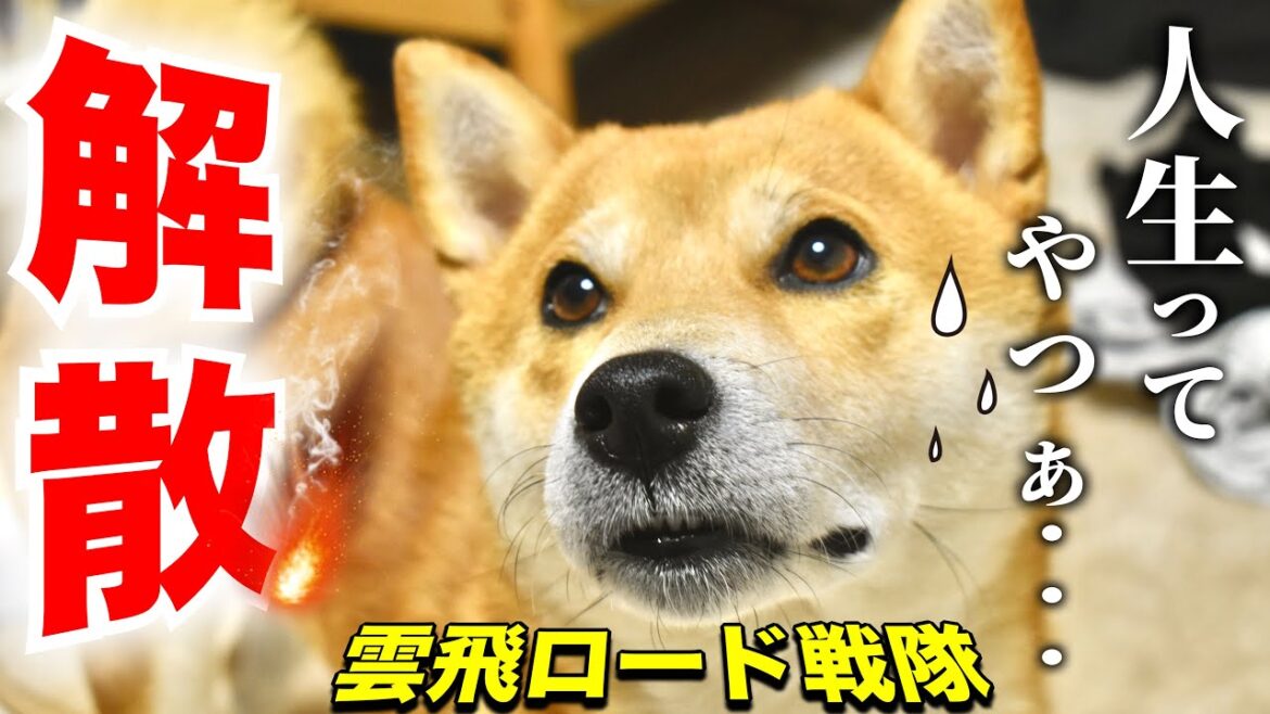 突然の報告を受けた柴犬こむぎが実は色々理解してなかったお話【あるじのステップ】三浦半島ジブリ