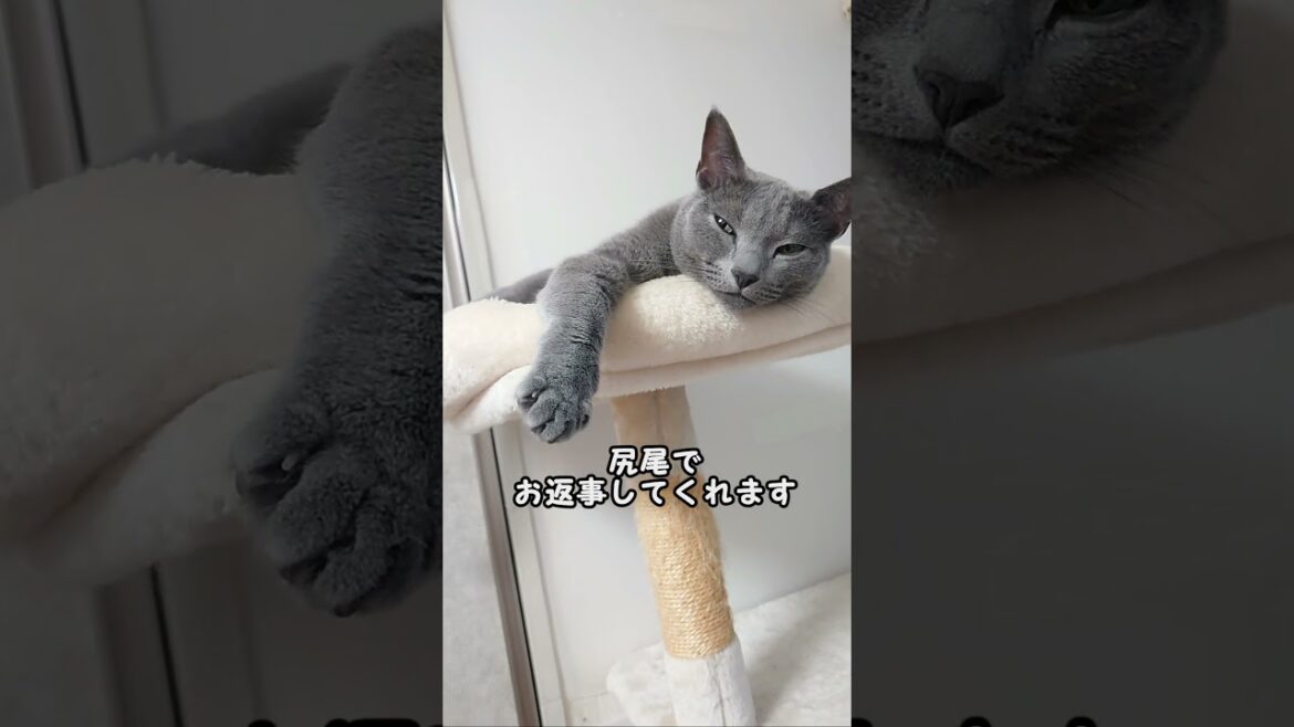 【猫動画】意外と嫁の言葉を理解してる?ロシアンブルー【russianbule】#shorts Russian Blue surprisingly understands words 【猫動画】意外と嫁の言葉を理解してる?ロシアンブルー【russianbule】#shorts Russian Blue surprisingly understands words