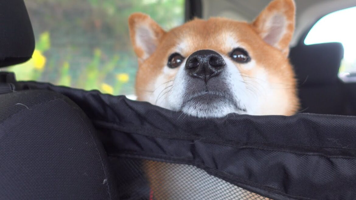 前に住んでた家に近づくと柴犬の様子がおかしくなりました…