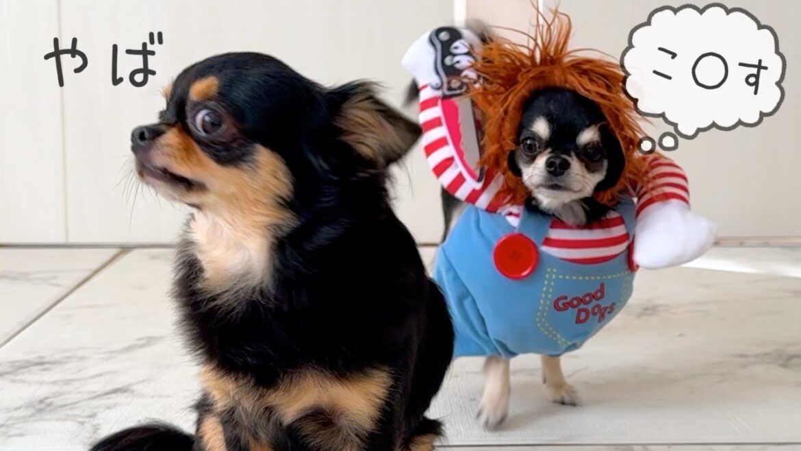 ヤバイ犬に襲われる瞬間が怖すぎる【Happy Halloween】