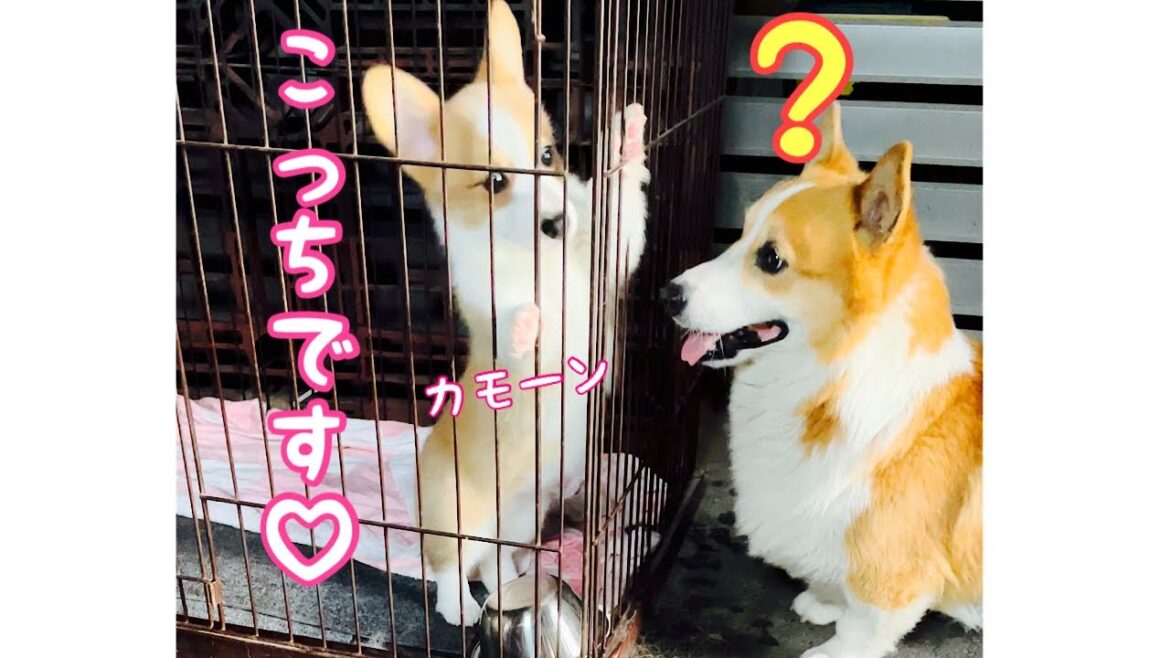 【コーギー子犬】あざとかわいい子犬に振り回される犬【コーギー犬】#Shorts
