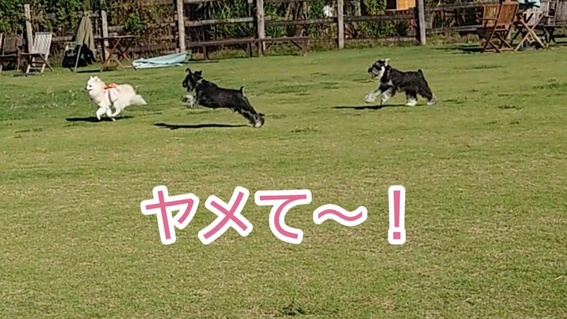 初ドッグラン　超速で逃げ回るポメラニアン！逃げ切れるかな⁉