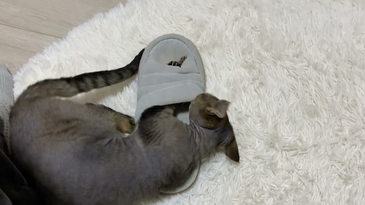 デボンレックス子猫が足とスリッパを襲ってきました(Devon Rex kitten attacks my foot and a slipper)