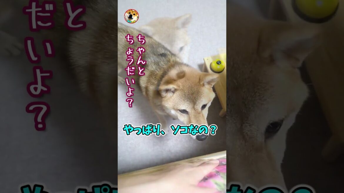 【柴犬】飼い主が話し出すといなくなるシバ犬　アフレコ#shorts