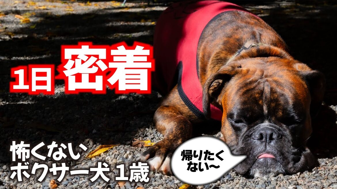 ボクサー犬くろさんに密着 キャンプで見せた可愛らしい一面