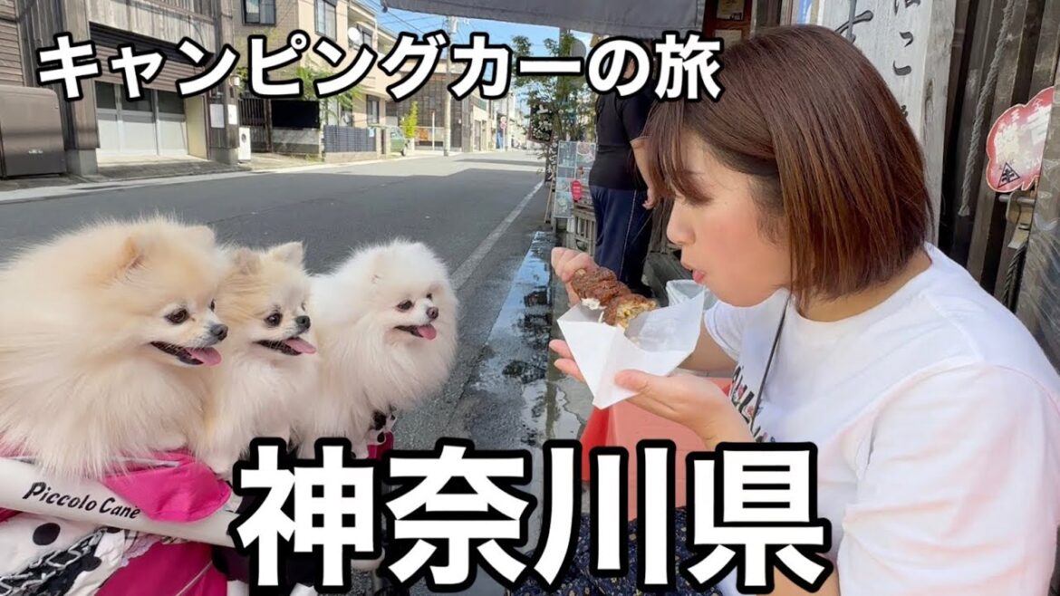 ①ポメラニアン達とキャンピングカーで車中泊しながら神奈川県旅行! ①ポメラニアン達とキャンピングカーで車中泊しながら神奈川県旅行!