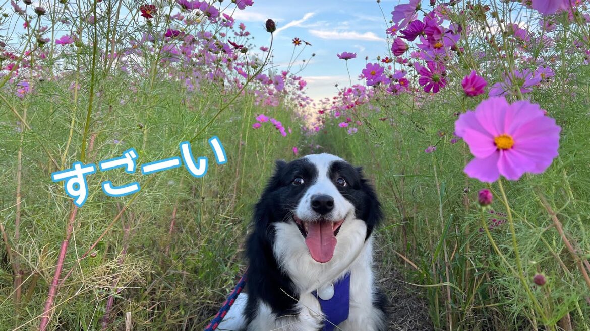 愛犬とコスモス畑にいってみた #ボーダーコリー #bordercollie #コスモス