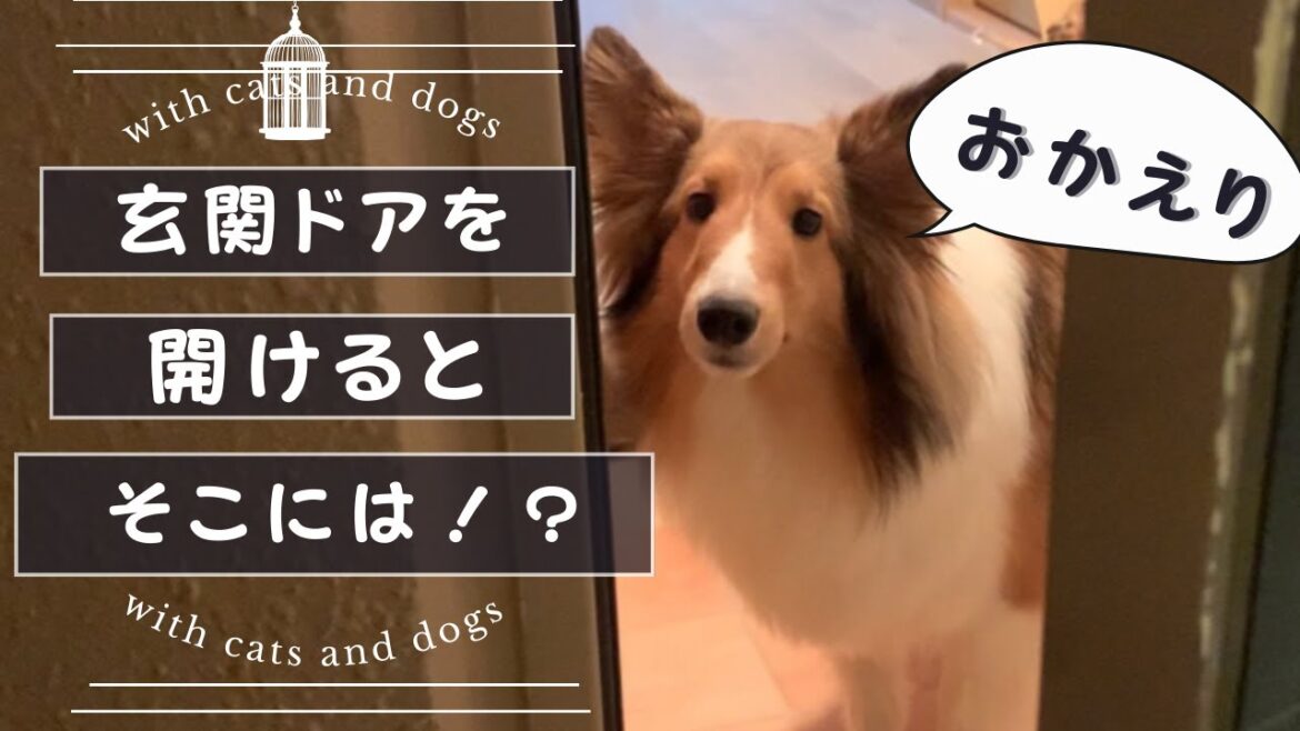帰宅するとお出迎えしてくれるシェルティが可愛いかった！