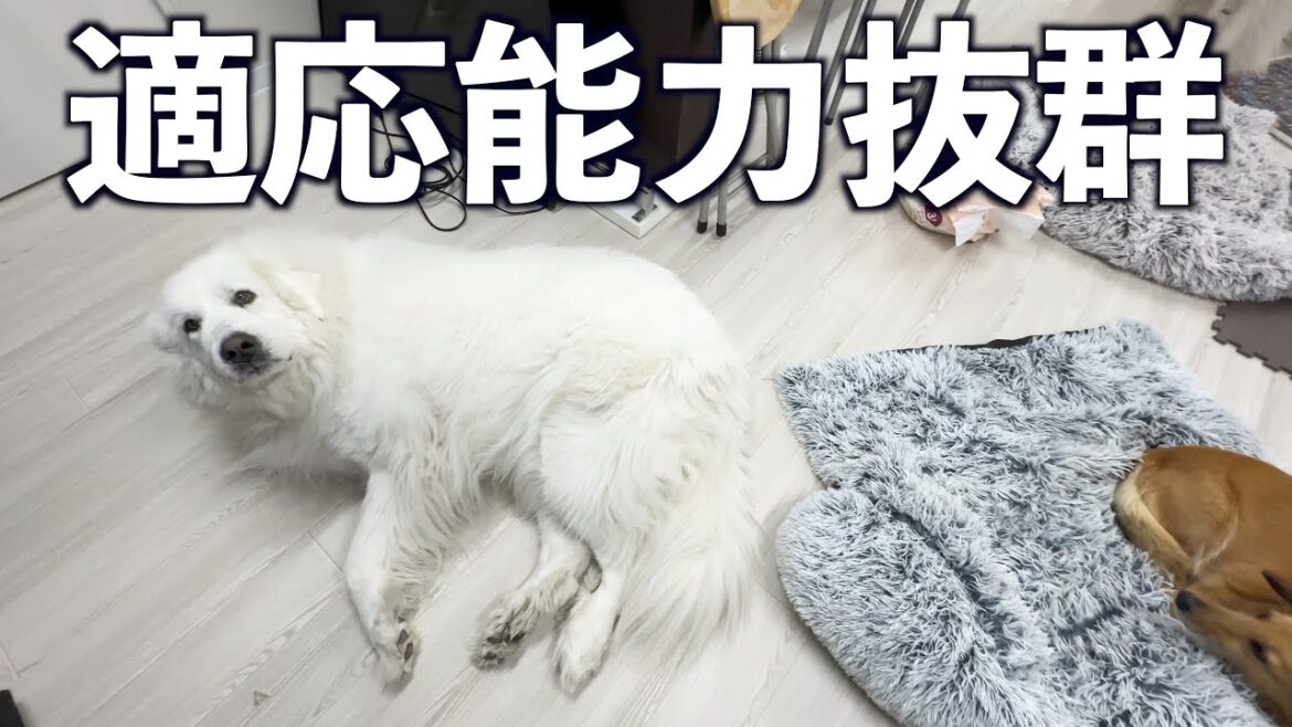 適応能力抜群な愛犬たちと新居に慣れない飼い主たちw