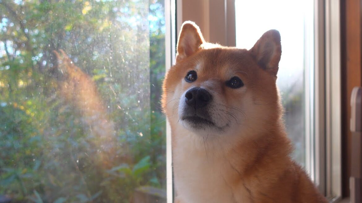 旅の最後で因縁の場所へ‥その時柴犬はまさかの動きを見せました。