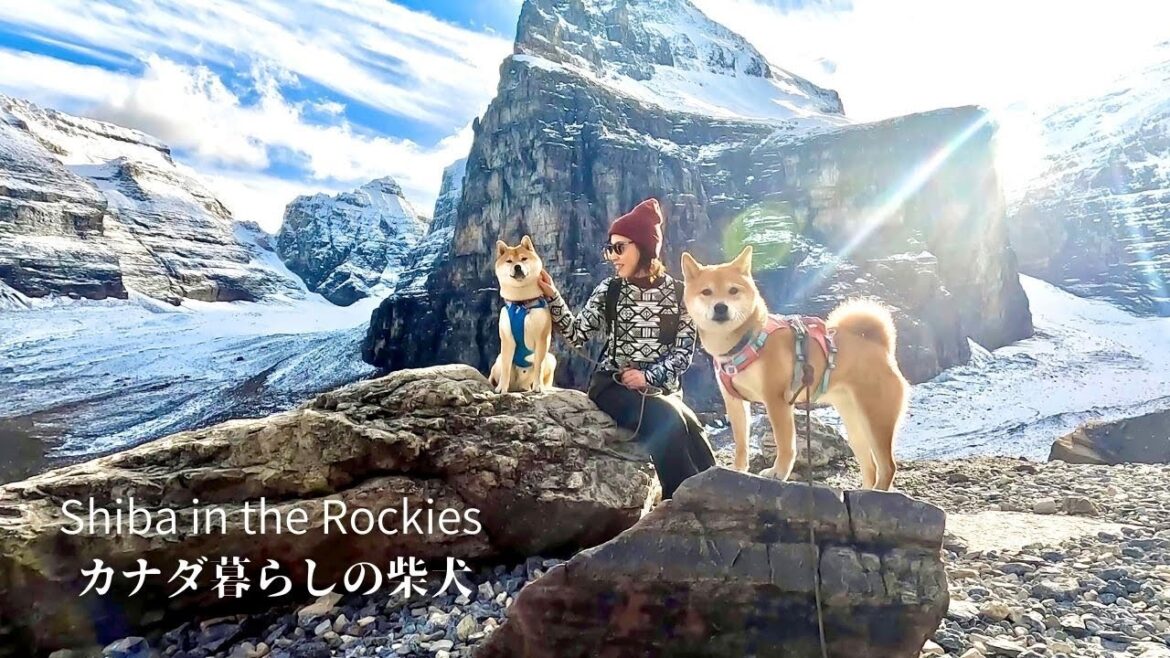 柴犬2頭を連れ、切り立つ岩肌と氷河が広がるカナディアンロッキーの大展望を目指す！【4K】