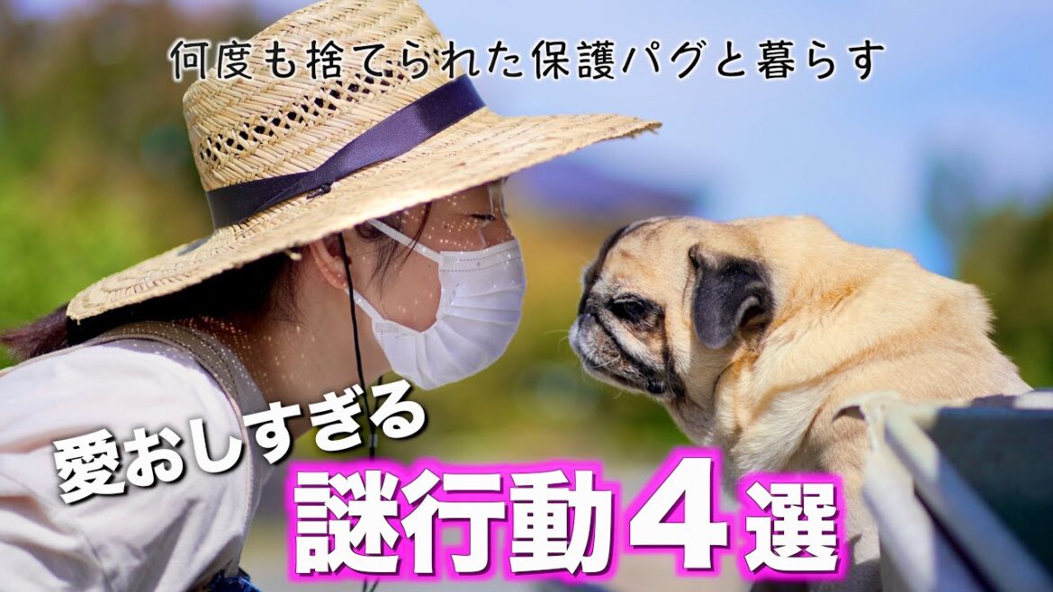 【神回】たまに見せる謎行動が狂おしいほど可愛い保護犬パグとの１日/秋の収穫に歓喜/PUG VLOG